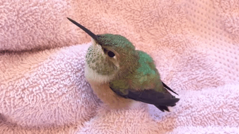 pigeonnes: Baby Rufous Hummingbird adult photos
