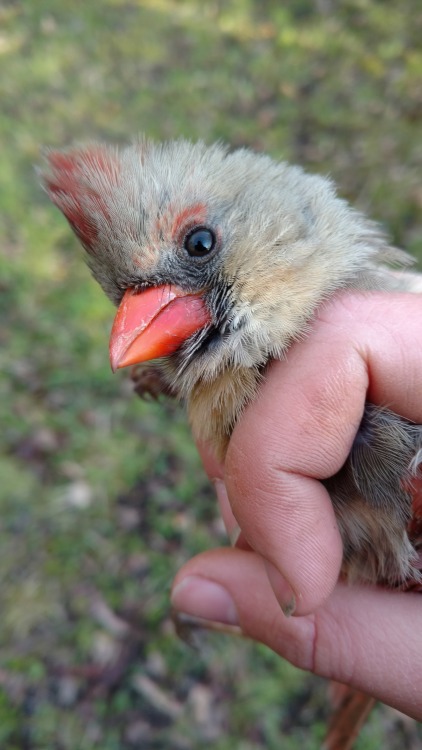 Each one of these birds tried to kill me at the bird banding station today. Only the cardinal succee