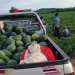 recklesslyinfatuated:awesome-picz:Angry-Looking Cat Supervises Watermelons In Thailand