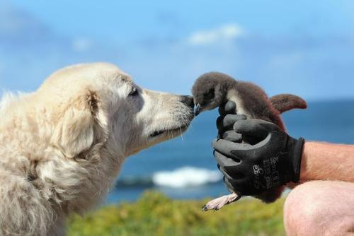 end0skeletal:When foxes discovered the fairy penguins living on Middle Island off the coast of Austr