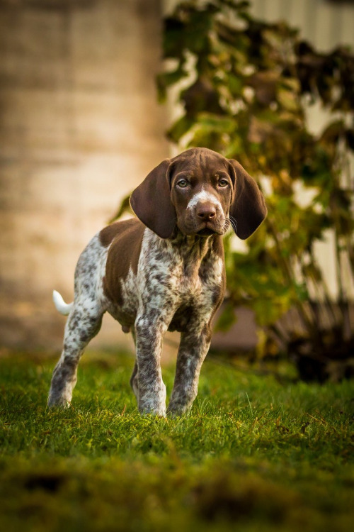 gentlemanbobwhite:German shorthaired pointer pup