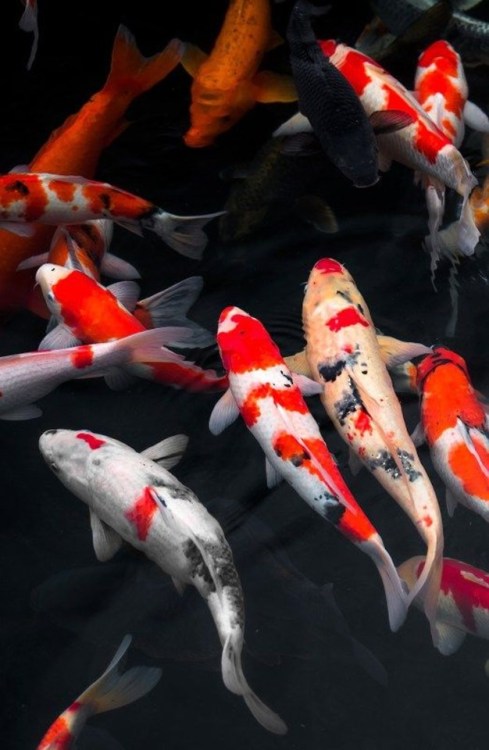 Picca Pixel aka Michael (Canada) - Japanese Koi swimming in the pond of Kokoen Garden, Himeji, Hyōgo