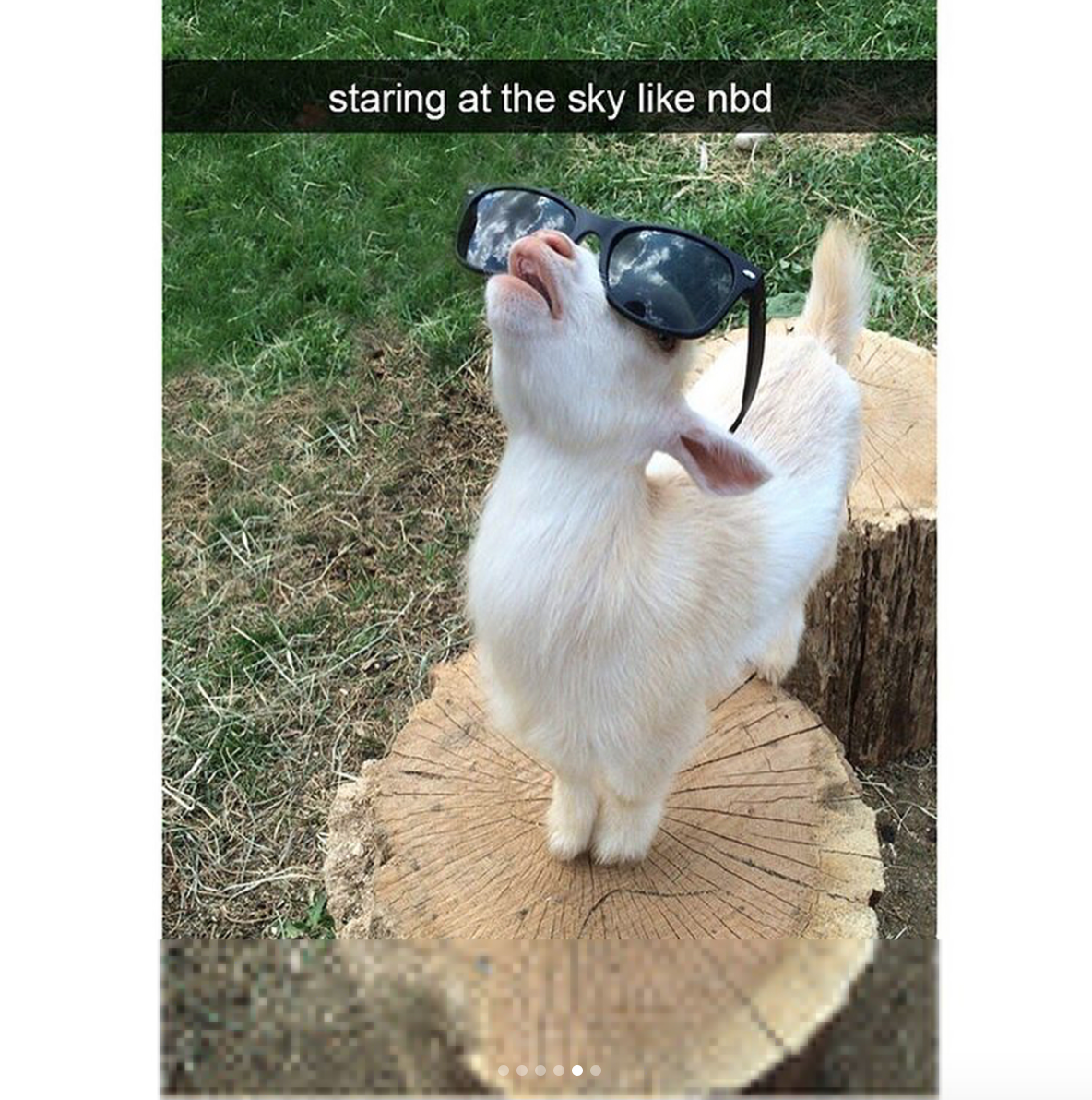 babyanimalgifs: Animal snaps x3 &lt;3