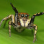 one-smol-arthropod