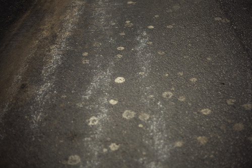 Paws of small creatures that tried to survive through the wildfire, their  skin melted under the tem