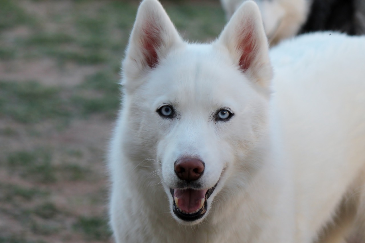 6woofs