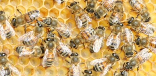💛🐝 ways to help the bees! 🐝💛