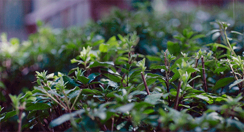 aurumnorthwood:  Leaves under the rain. 