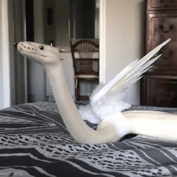 the-reckless-ronin:sunshinestims:🐍🐍🐍🐍A fearsome beast, to be sure!