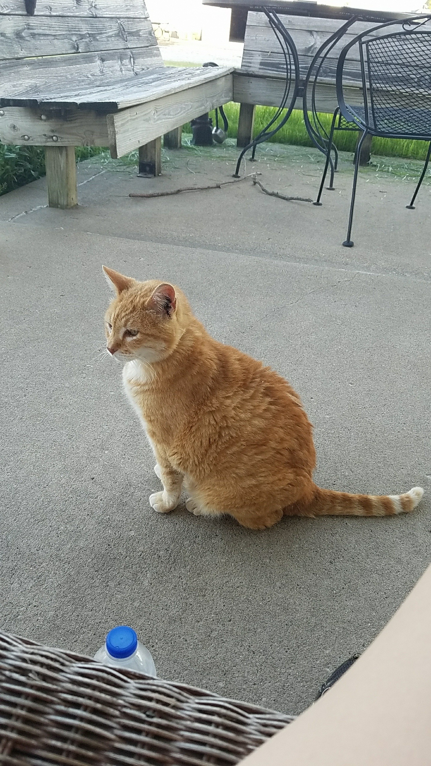 cottagecore: ribcage-flutes:  cottagecore:  oh to be a chunky orange farm cat   I HAVE A CHUNKY ORANGE FARM CAT  his name is bathtub   oh i love bathtub 