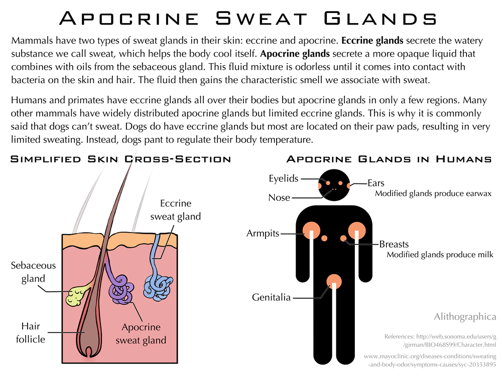 sweat glands in body