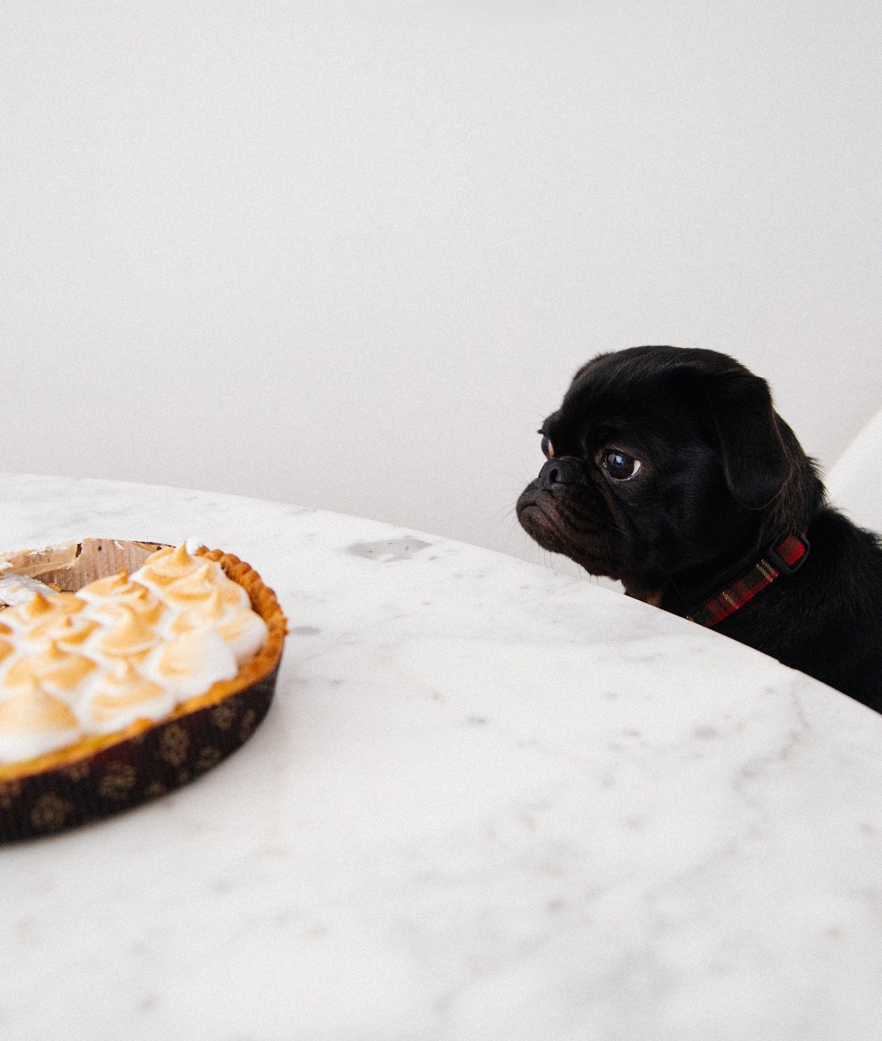 Cutest blog on internet