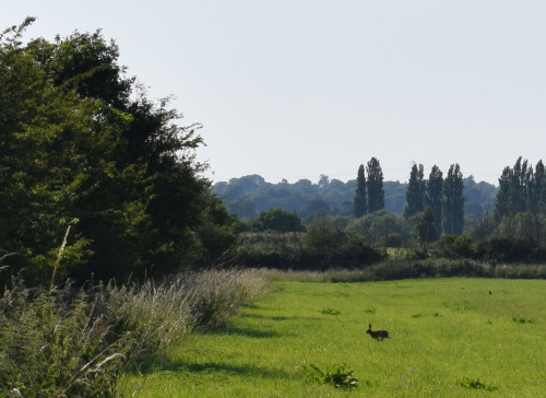 rherlotshadow:Summer meadow. With hare.