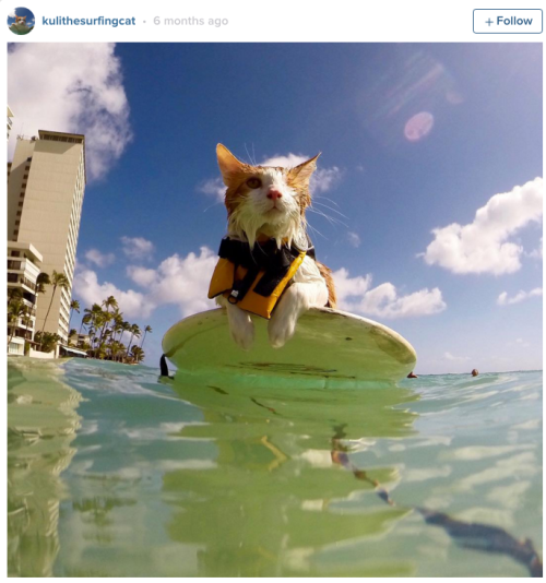 Porn huffingtonpost:  One-Eyed Kitty Swims, Surfs photos