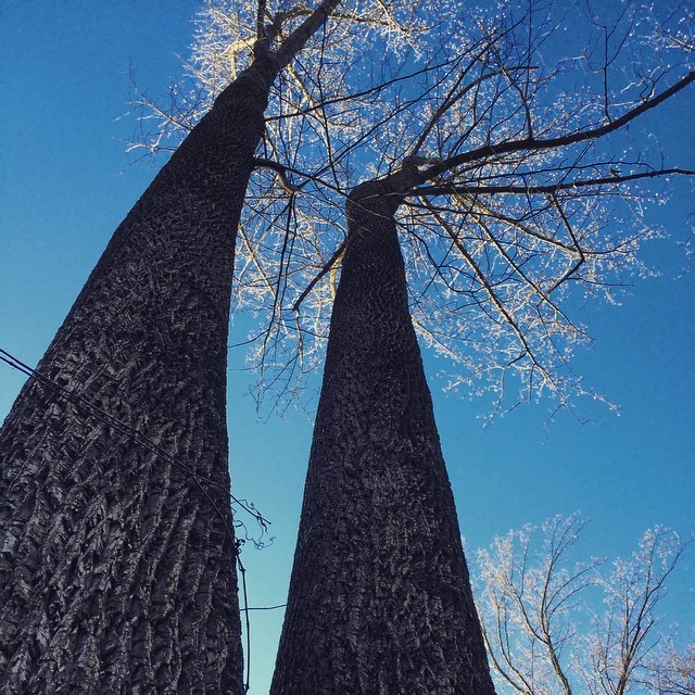 I think of this #tree as the Twin Sisters. #woods #lookup #sky