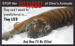 livingwithfoxesblog:  My exotic animal friends in Ohio need all the help they can get! Please, regardless if you’re against or for exotic animal ownership, you have to do something, because killing animals without giving their owners any chance to save