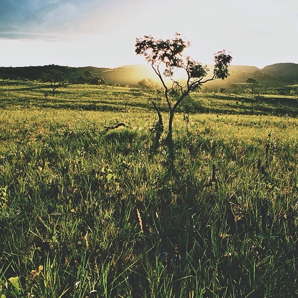 natureconservancy:  Cerrado, Chapada dos Veadeiros.
