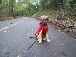 handsomedogs:  My lurcher pup Pod is afraid