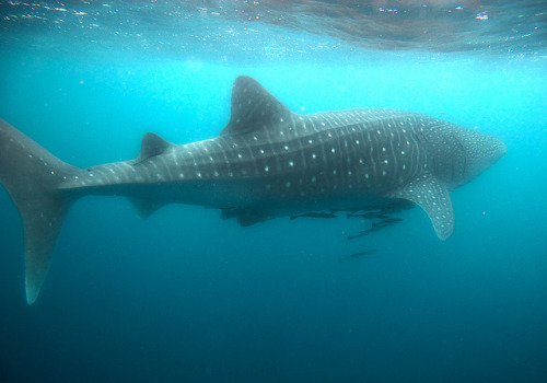 the-shark-blog - Whaleshark in Exmouth WA by Sallyrango