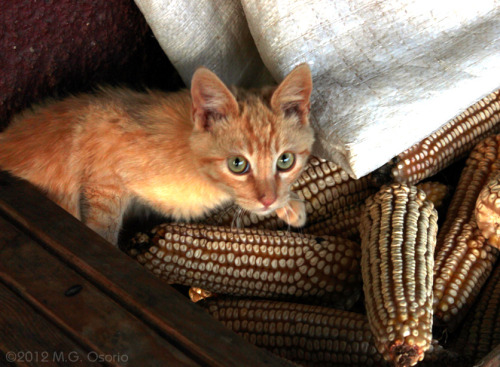 Kitten of the Corn - Juanacatlán, Mascota Jalisco Mexico(by M.G. Osorio)