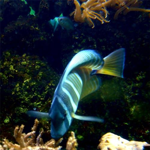 In the Aquarium.Identified on Tumblr as a Pacific Tailfin Tang.