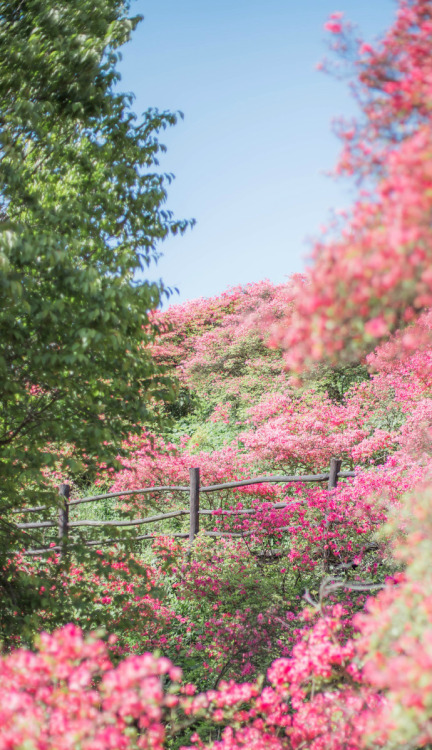 fuckyeahchinesegarden:azalea on guifeng mountain, hubei province. photo by 莳录