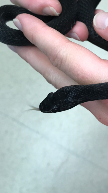 mudmossmolly: Check out this melanistic garter snake (not sure the if exact species of garter snake,