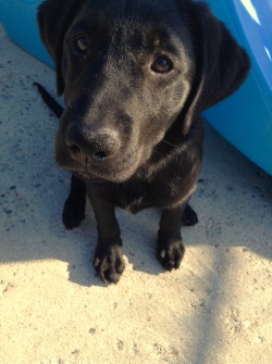 handsomedogs:  A future service dog named