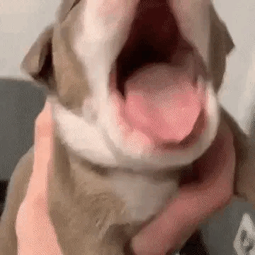Puppy Stimboard ▼⁠・⁠ᴥ⁠・⁠▼