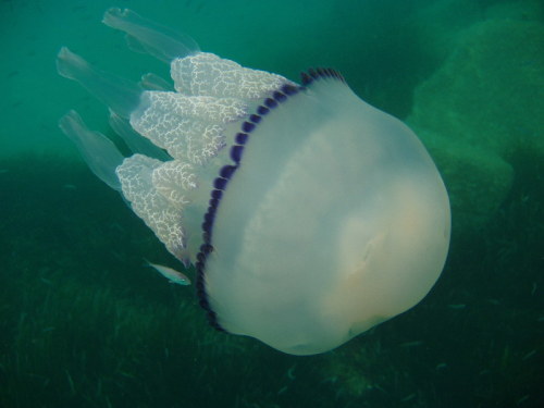 A Barrel jellyfish (Rhizostoma pulmo) off the coast of Cervo, Italyby Alfiero Brisotto
