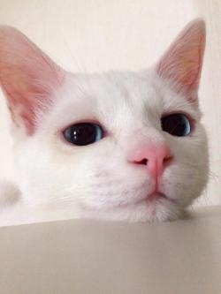 kittehkats:   Found on matome.naver.jp