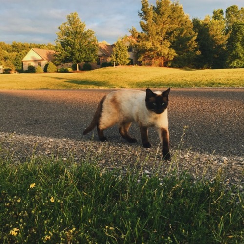 mharigold:I met a very friendly cat on my bike ride today!!6-7-17♡