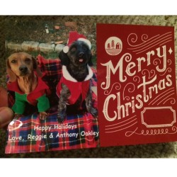 Best holiday card that I got. @krisoakley is out of her mind 😭🐶🎅 #dogsoverbabies #dogsofig