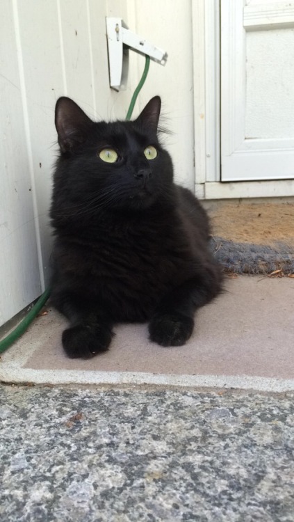 My baby Pib, for Black Cat Day!!(submitted by ratqueensupreme)