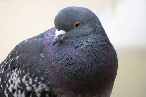 pudgepige:Beautiful pudge at Pigeon Rescue Frankfurt