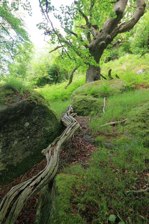 stephenearp:Early summer in the deerpark