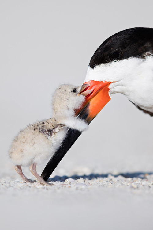 sitting-on-me-bum:Black Skimmer, St. Pete, Florida© Thomas Chadwick