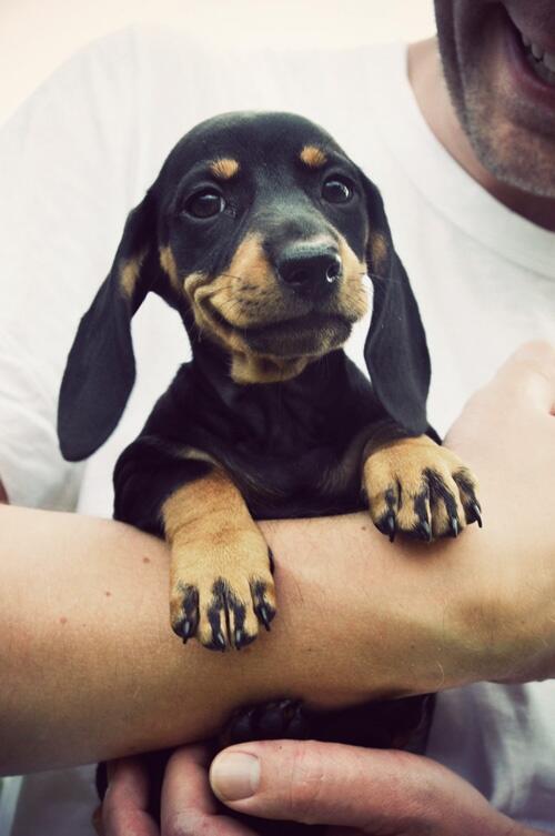 babyanimalposts:  feeling sad? you need this blog on your dash!