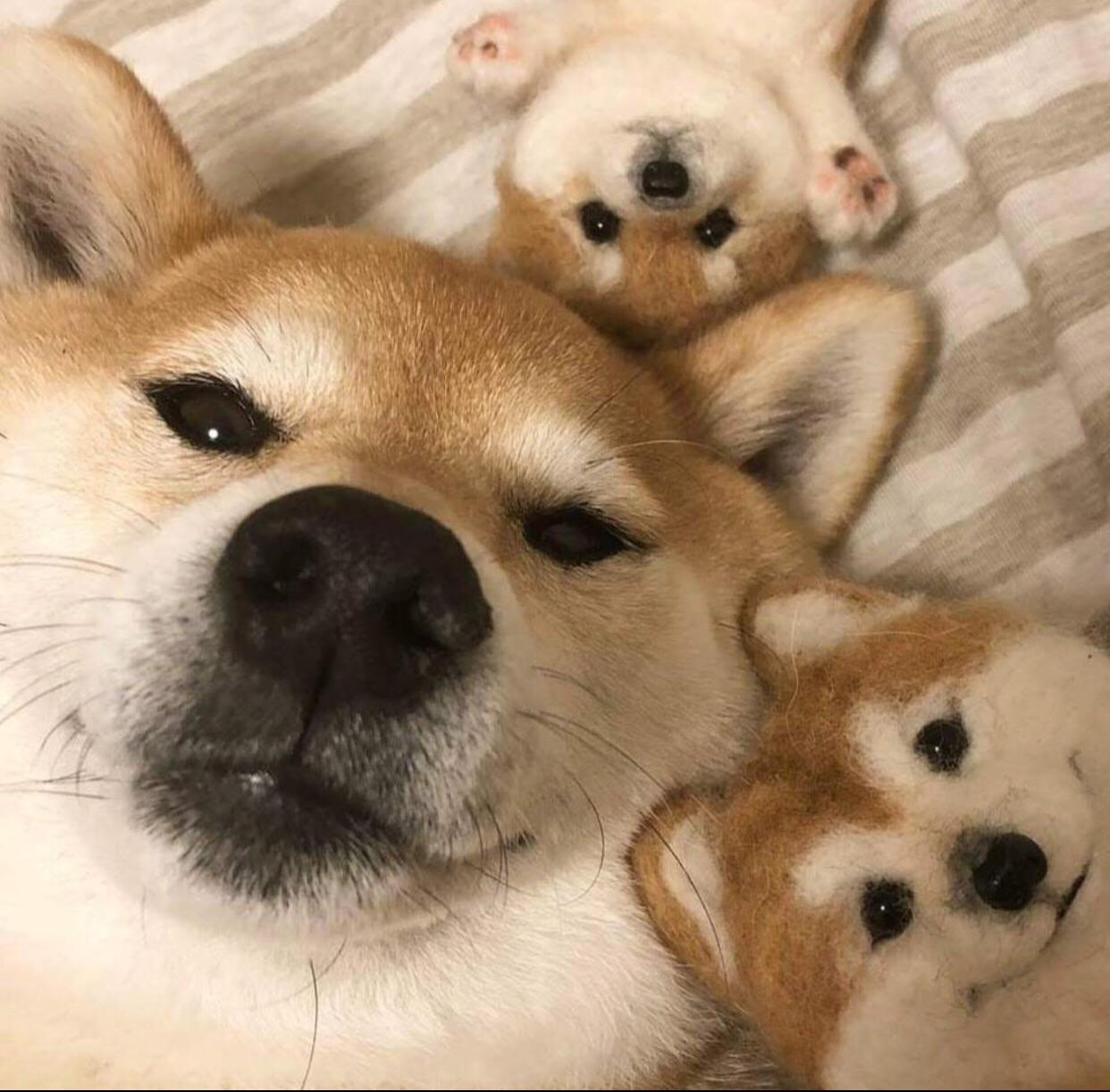 Holy shit&hellip;. and I thought the adults were cute! Look at those little fluff