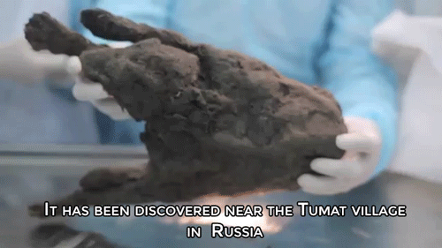 rarerespite:  oldbluedog:  sizvideos:  This 12,400 years old puppy could be brought