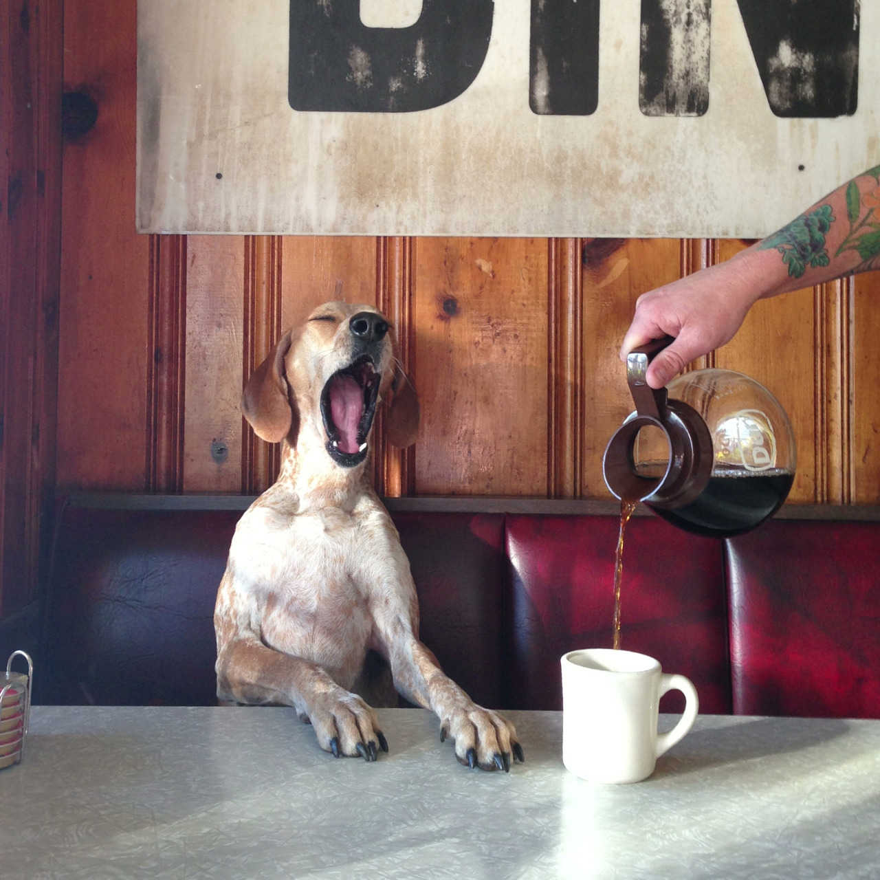 h-o-r-n-g-r-y:  radicalmuscle:  &ldquo;Make it a double. I’ve had a ruff day.&rdquo;