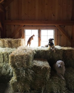 oldfarmhouse: Barn Life  #sheholdsdearly//https://pin.it/xuh5gknoyyx727 