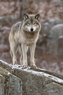 beautiful-wildlife:  Timber Wolf by Michael