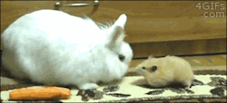 4gifs:  Hamster steals carrot from rabbit
