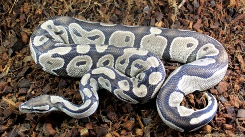 wheremyscalesslither:Hyperion, male, VPI line axanthic het genetic stripe