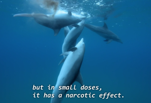 chefcurrywithdathots: primaldata: rubiesfairy: gang0fwolves: nyilams: did u kno dolphins puff puff p