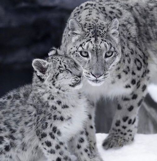 Snow Leopard Love for #MothersDay by #wildographer @riku_0710#Wildographyhttps://www.instagram.c