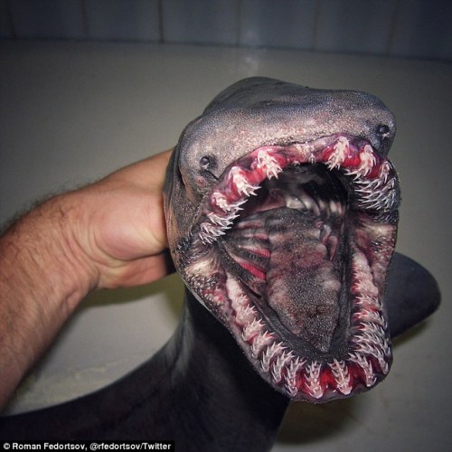 end0skeletal:Russian deep sea fisherman becomes online hit after revealing bizarre catches1. Frilled