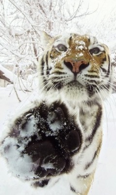 awwww-cute:  Snowy tiger wants a high-five