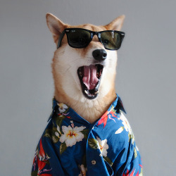 mensweardog:  YAAASSSS!!  